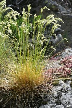 Festuca eskia.JPG