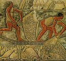 Tomb of Mereruka.jpg