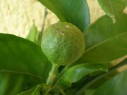 Mandarina2.jpg
