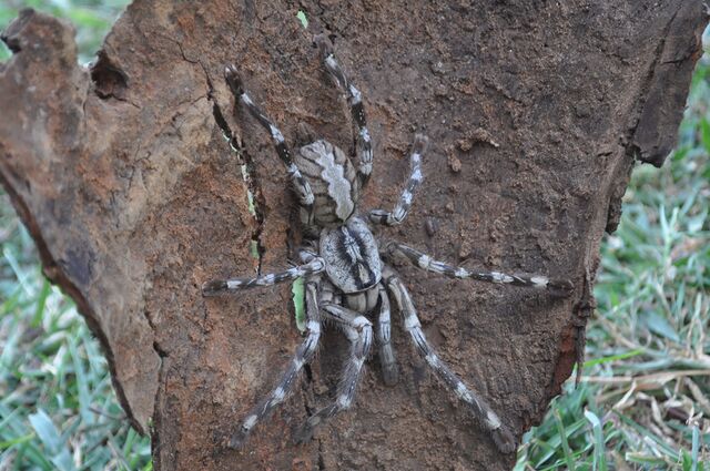 Poecilotheria rajaei — Рувики