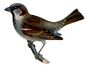 Passer domesticus m.jpg