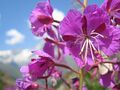 Epilobium angustifolium