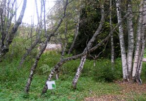 Vizakoivu