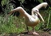 Pelican.great.white.arp.750pix.jpg