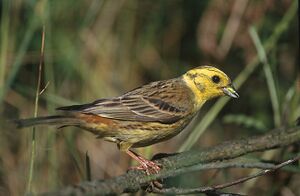 Emberiza citrinella 1 (Marek Szczepanek).jpg