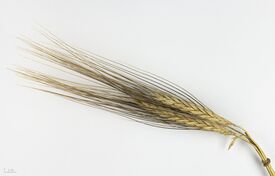 Triticum dicoccon