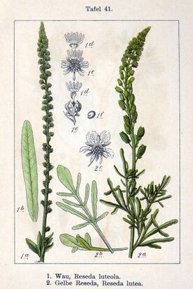 Reseda spp Sturm41.jpg