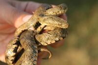 Dicesnake umbriaitaly.jpg