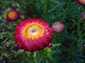 (Helichrysum bracteatum)