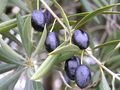 Aceitunas maduras.JPG