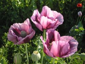 N2 Mohn.jpg