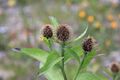 Centaurea 3236.jpg
