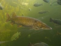 Esox Lucius.JPG