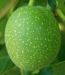 Juglans regia orzech wloski 2008.JPG