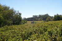 StellenboschVineyards.jpg