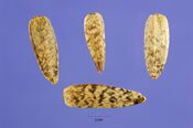 Helianth tuberosus 012 php.jpg