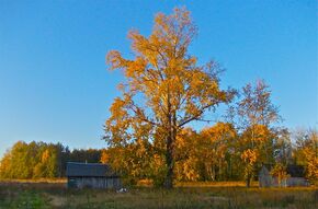 Березовка. Тополь. - panoramio.jpg