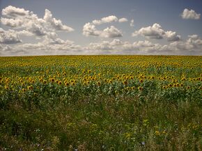 Посолнух - panoramio.jpg