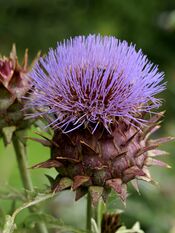 Cynara cardunculus (Kalmthout).jpg