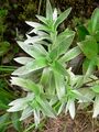 (Helichrysum thianschanicum Regel)