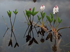 MenyanthesTrifoliata.jpg