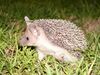 Hedgehog cyprus hg.jpg