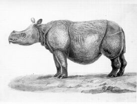 Muller-1839.jpg
