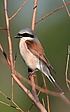 Neuntöter16Männchen2.jpg