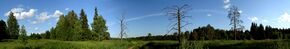 Panorama of wood in Vetluzhsky district.jpg