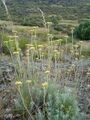(Helychrysum stoechas)
