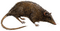 Phylogenetic tree of marsupials derived from retroposon data (Paucituberculata).png