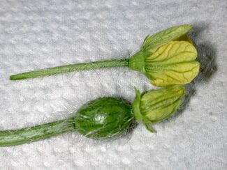 Male and female watermelon 1458.JPG