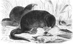 Desman-drawing.jpg