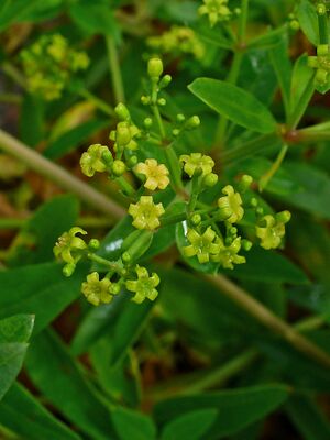 Rubia tinctorum 002.JPG
