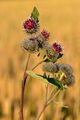Шанжавкоцтонь кирмалав (Arctium tomentosum)