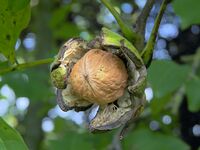 Juglans regia Walnoot 'Buccaneer'.jpg