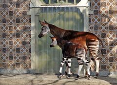 Okapi and son.jpg