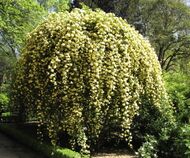 Rosa banksiae 'Lutea'.jpg