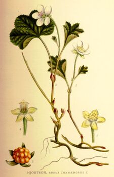 Rubus chamæmorus.jpg