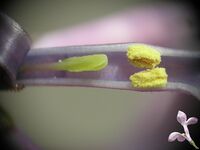 Syringa vulgaris 1 beentree.jpg