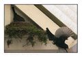 20060413-Blackbird-MrBlackInFlight.jpg