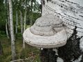 Алкуксонь сем панго