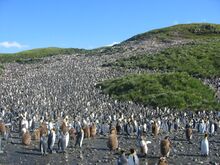 Colony of aptenodytes patagonicus.jpg