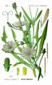 Локшотикше «Flora von Deutschland, Österreich und der Schweiz» О. В. Томе книгастонть, 1885