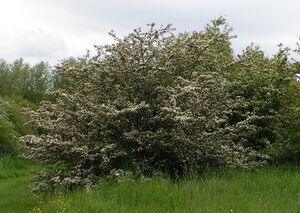 Orapihl’ai