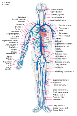 Venous system en.svg