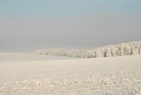 Благодарновский заказник, 2014-12-19 1.jpg