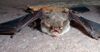 Chiroptera 02.jpg