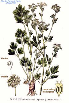 138 Apium graveolens L.jpg