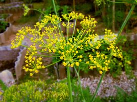 Anethum graveolens20090812 475.jpg